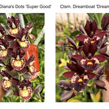 Ctsm. Diana's Dots 'Super Good' x Ctsm. Dreamboat 'Dreamy'