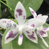 Phal. tetraspis ‘Violets Stars’ stem prop