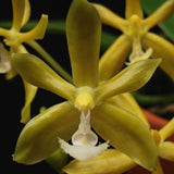 Phalaenopsis mannii f. flava