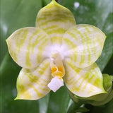 Phalaenopsis Mituo Golden Tiger 'White Tiger'