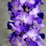 Rhynchostylis coelestis 'Blue'