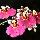 Tolumnia Jairak Flyer ‘Dark Pink’