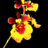 Tolumnia Jairak Flyer 'Golden Bag'