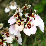 Tolumnia Jairak Flyer 'Pastel Pink'