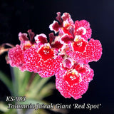Tolumnia Jairak Giant 'Red Spot'