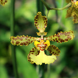 Trichocentrum jonesianum x stacyi