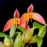 Bulbophyllum japrii