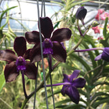 Vanda Motes Purple Rain