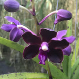 Vanda Motes Purple Rain