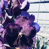 Vanda Bitz's Heartthrob x Kasem Delight