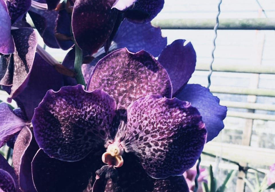 Vanda Bitz's Heartthrob x Kasem Delight