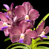 Vanda Docter Anek x Mimi Palmer