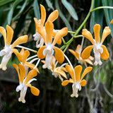 Vanda falcata x denisoniana