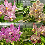 Vanda Gnana Kumar x Kulwadee Fragrance