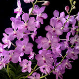 Vanda Jairak Sapphire (Pink)