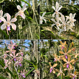 Vanda Lou Sneary x (testacea x garayi)