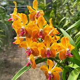 Vanda M.V. Tannins