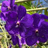 Vanda Pachara Delight