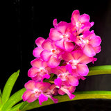 Perreiraara Rapeepath 'Pink'