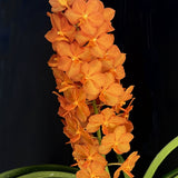 Vanda Vilairat x Vandachostylis Pine Rivers