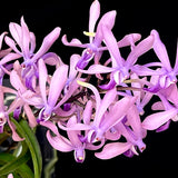 Vanda Charm ‘Blue Star’