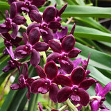 Vandachostylis Colmarie