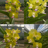 Vandachostylis Jairak Thai Green x Aromatic