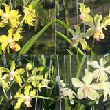 Vandachostylis Jairak Thai Green x  Paraphalaenopsis serpentilingua