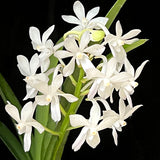 Vanda Lou Sneary 'White'