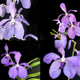Vanda coerulea 'Loas' x sib