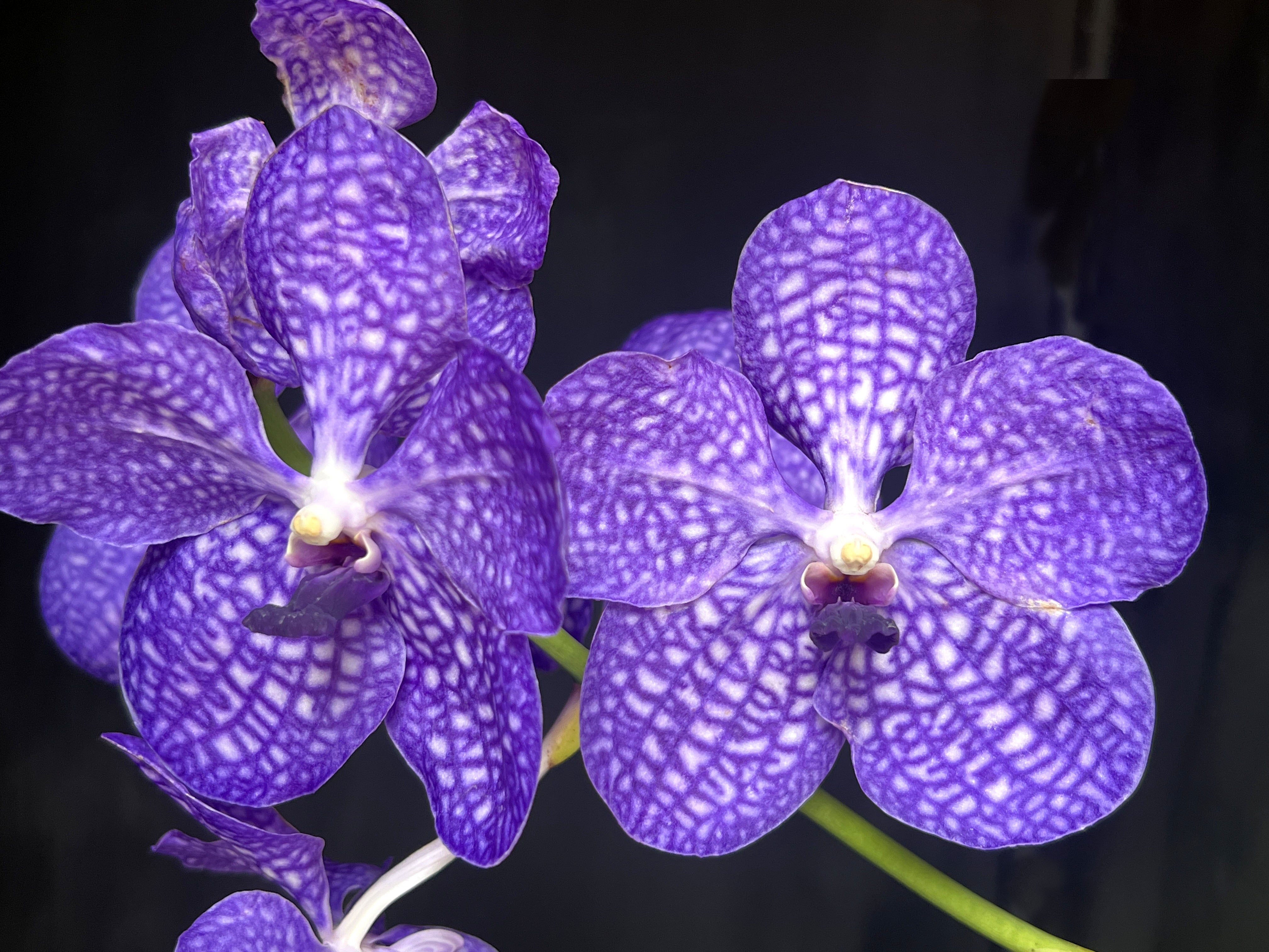 その他 S.M. Novella Vanda Suavis 50mLx2 Vanda suavis x self (magnificens form) R464 Flask Mini