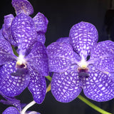 Vanda coerulea x Pakchong Newland