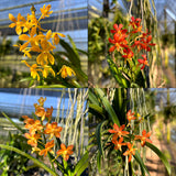Vanda falcata x Vaewravee Gold