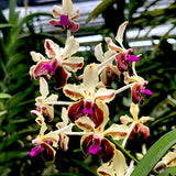 Vanda lamellata 4N
