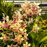 Vanda lamellata 'Okinawa' x sib