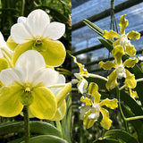 Vanda sanderiana 'alba' x tessallata 'alba (XL Plants)