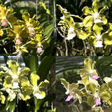 Vanda tessallata 'alba' x Vandachostylis Aromatic