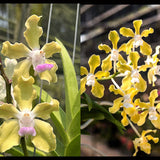 Vanda tessellata ‘semi’ x ‘alba’