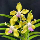 Vanda tessellata var semi-alba