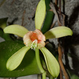 Vanilla somae albomarginata