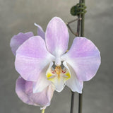 Phalaenopsis sanderiana 'Silver Leaf'
