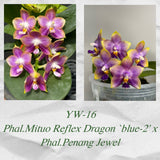 Phal. Mituo Reflex Dragon 'Blue-2' x Penang Jewel
