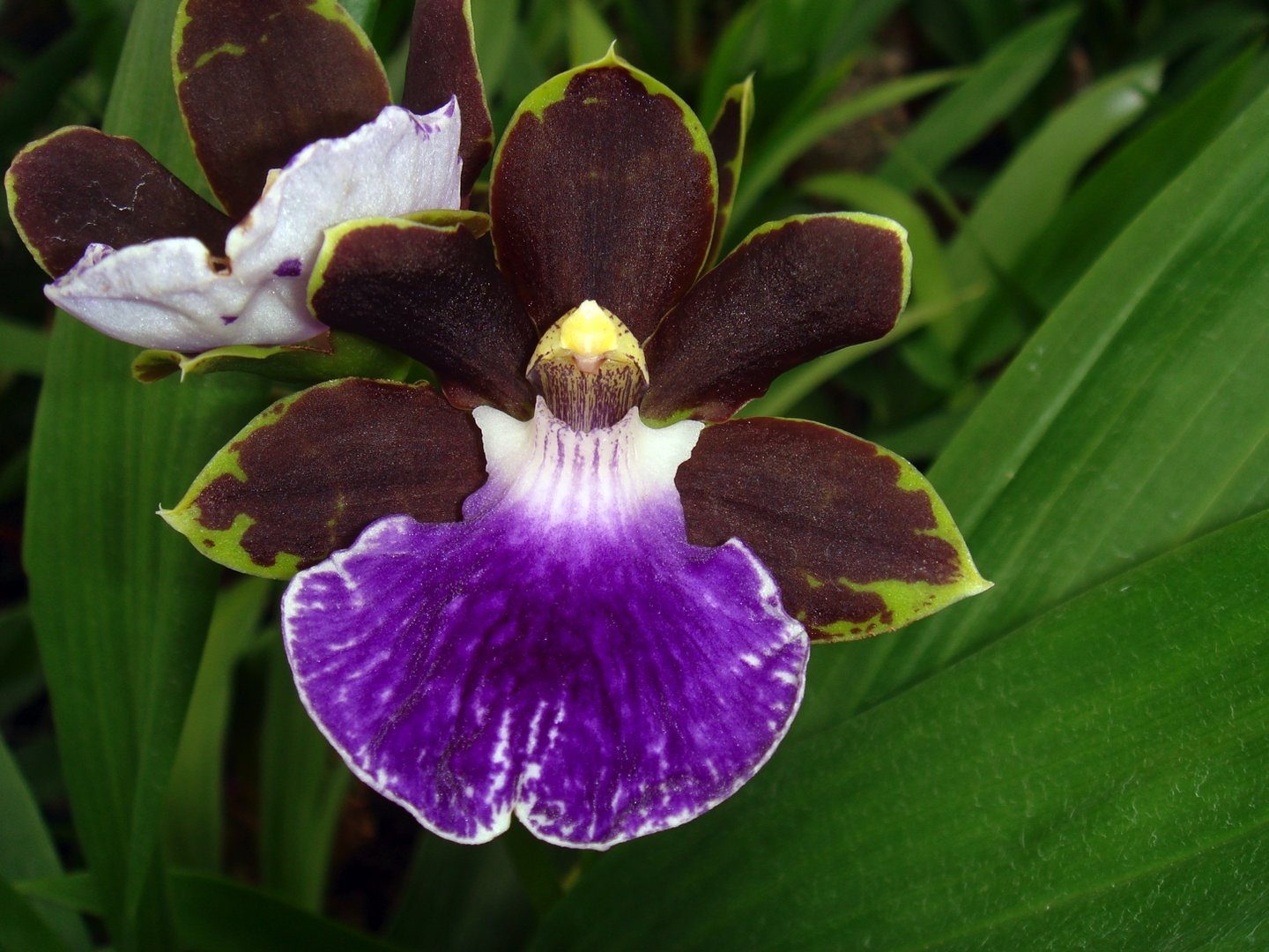 Zygopetalum Zr10 Redvale 'Pretty Ann' - Zygopetalinae | Manu's Orchids