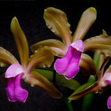 Cattleya bicolor