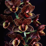 FDK After Dark 'Sunset Valley Orchids' FCC/AOS