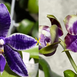 Phal. KS Blue Ludde x Mituo Blue Warrior (YC62)