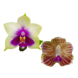 Phal. bellina x javanica