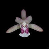 Oeceoclades monophylla