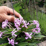 Vanda falcata x Vanda Charm 'Fujihime'