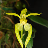 Bulbophyllum lasiochilum flava